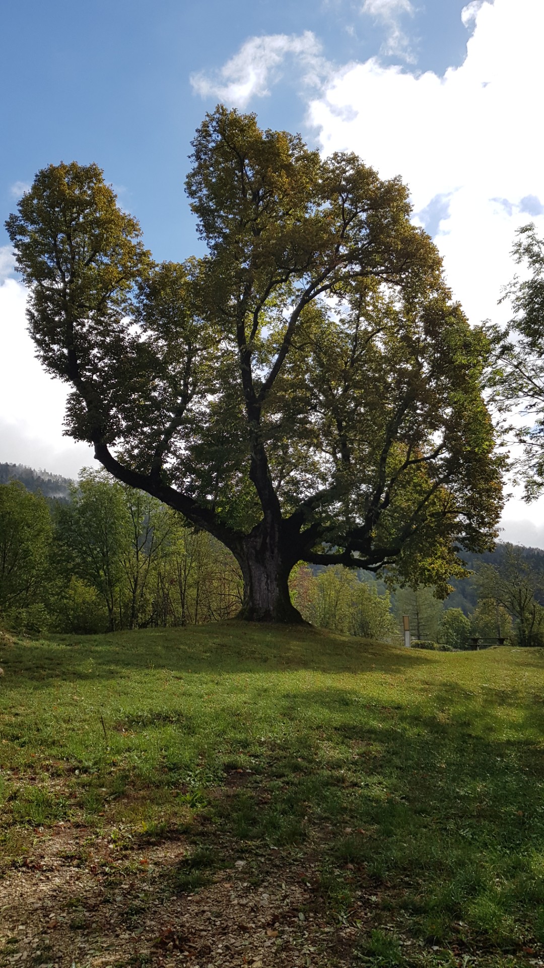 Gros arbre isolé dans une prairie.