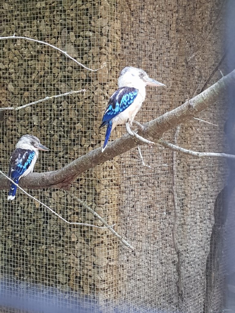 Petit oiseau bleu et blanc perché sur une branche.